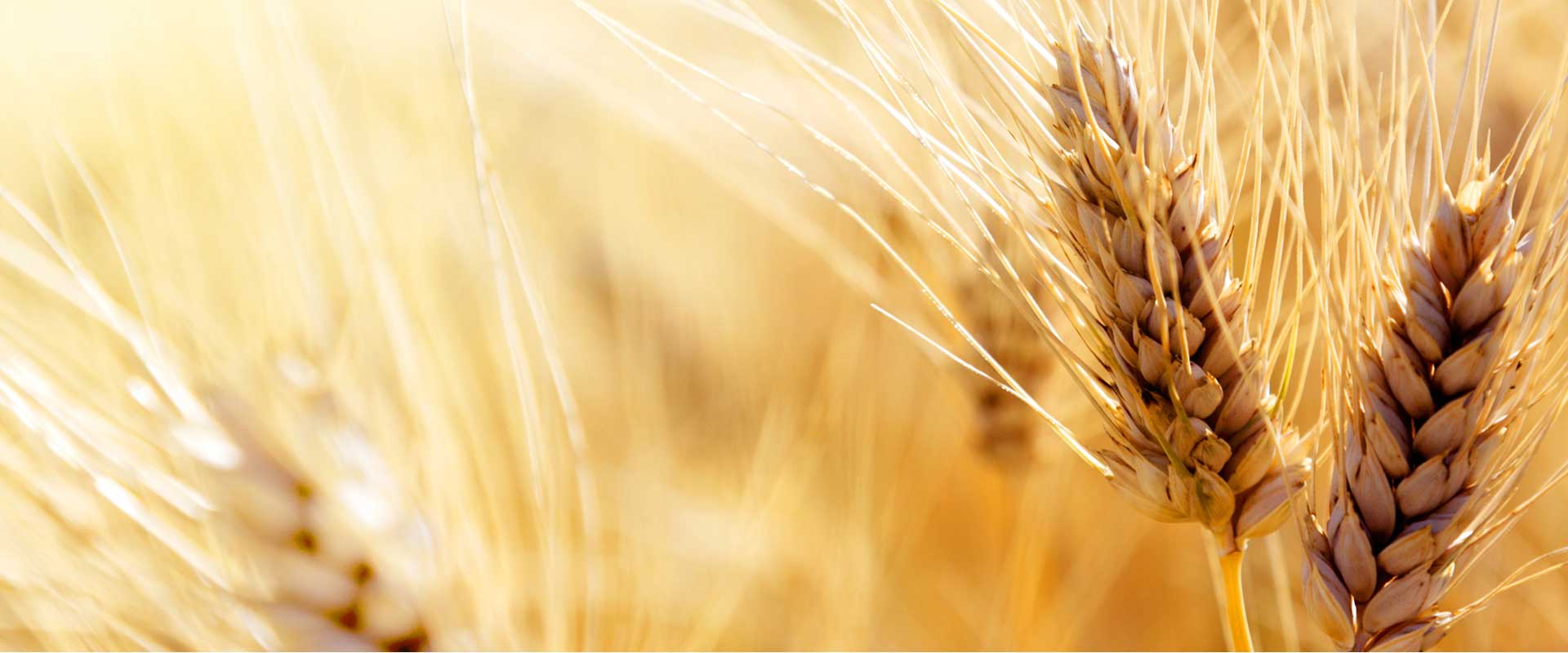 slider img